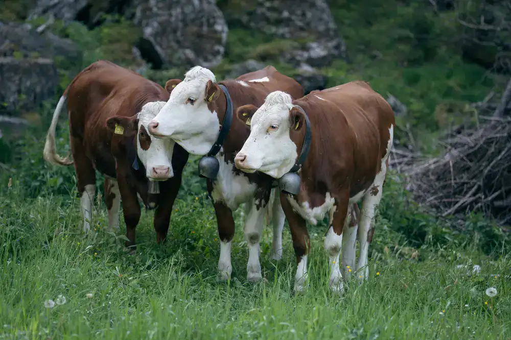Dairy cows grazing in lush high-altitude pastures