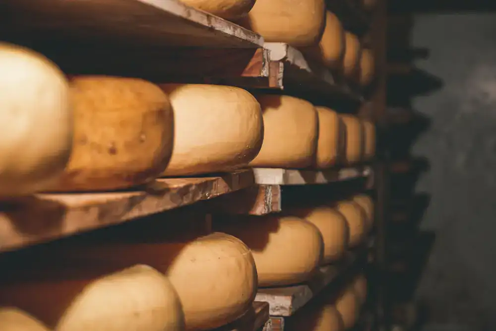 Artisan cheesemaker inspecting aging wheels in a cellar